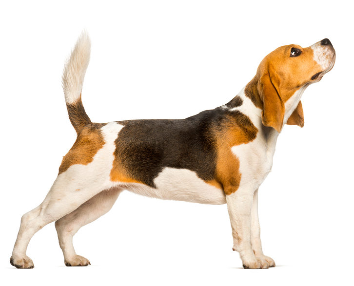 Sidekick Digital - Beagle - White BG